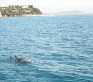 2015-10-28 10h47 1 dauphin dans la baie de Corfou Grèce Mer ionienne